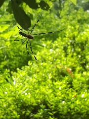Trichonephila clavata
