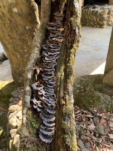 Trametes versicolor