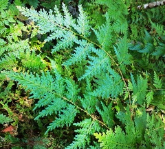 Selaginella willdenowii