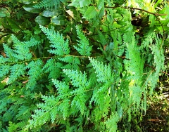 Selaginella willdenowii