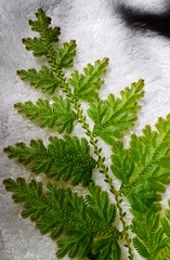 Selaginella willdenowii
