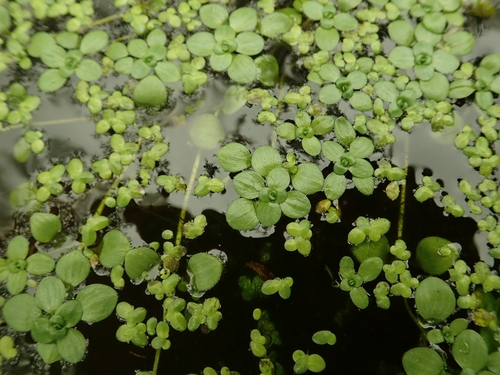 Pond Water-starwort