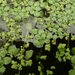 Pond Water-Starwort - Photo (c) naturalistfishing, some rights reserved (CC BY-NC), uploaded by naturalistfishing
