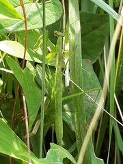 Mantidae