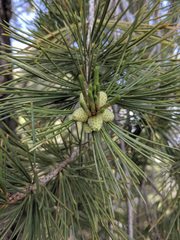 Pinus lambertiana