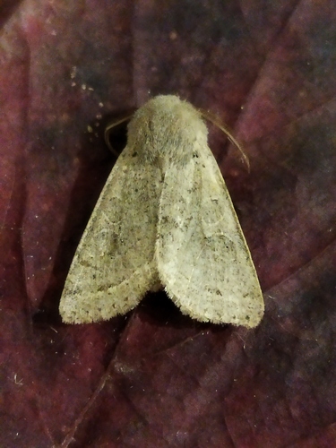 Common Quaker photo 4