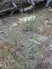 Ericameria nauseosa bernardina