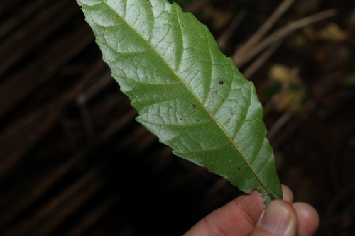 Image of Sloanea woollsii by (c) Greg Tasney, some rights reserved (CC BY-SA)