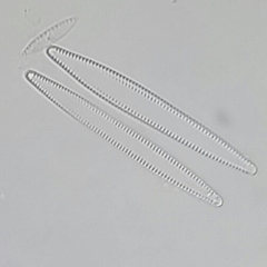 Tabularia