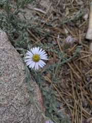 Erigeron breweri jacinteus