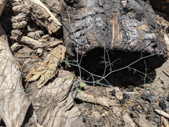 Eriogonum apiculatum