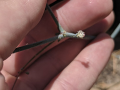 Eriogonum apiculatum