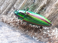 Chrysochroa fulgidissima