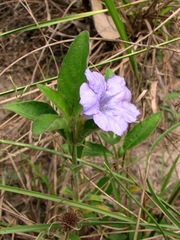 Ruellia geminiflora