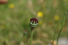 Papaver × tuberculatum