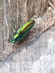 Chrysochroa fulgidissima