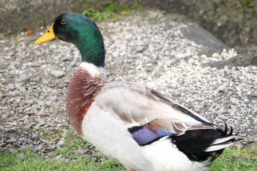 Domestic Mallard photographed in Hawaii