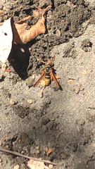 Paranthrene robiniae