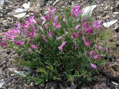 Rhinotropis subspinosa