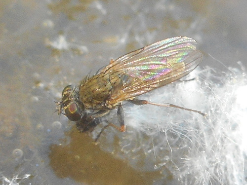 Lispe pygmaea, 2022-06-25