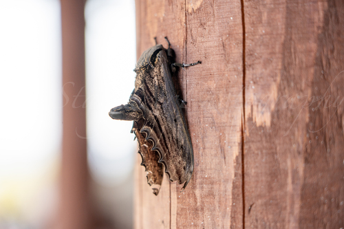 Apple Hawkmoth