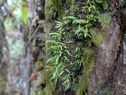 Kolokolo (Adenophorus tenellus)