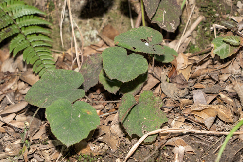 Rubus hatsushimae iNat (3)