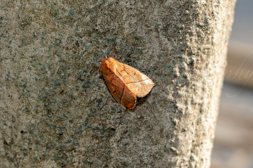 Gangaridopsis dercetis