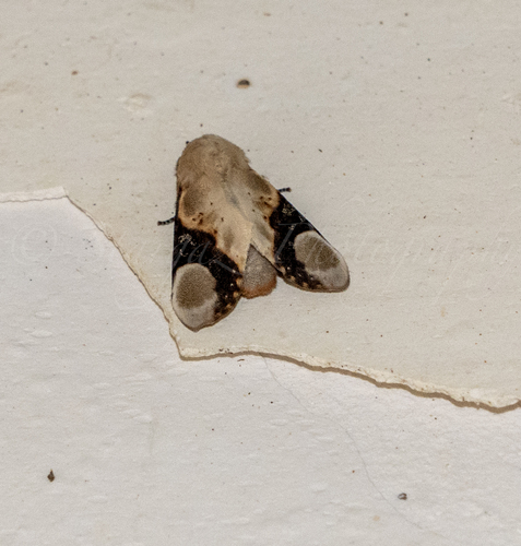 Formofentonia orbifer