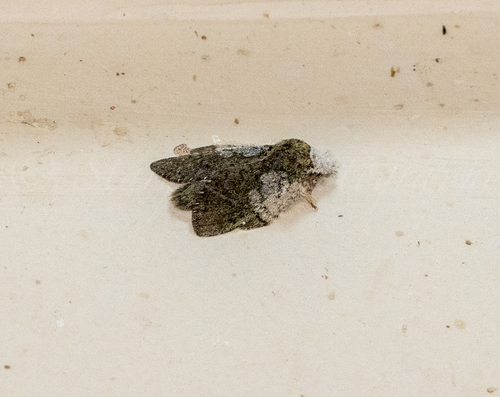 Syntypistis comatus