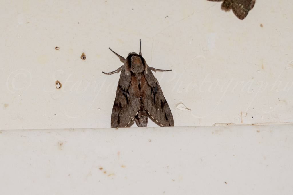 Sphinx centrovietnama
