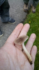 Cuphophyllus flavipes