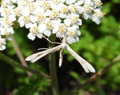 Gillmeria pallidactyla