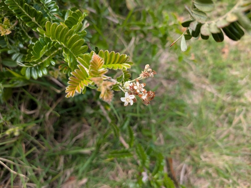 Image of Osteomeles anthyllidifolia by (c) Damien Wallace, some rights reserved (CC BY)