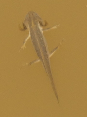 Lissotriton vulgaris
