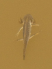 Lissotriton vulgaris