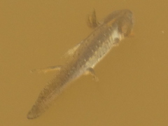 Lissotriton vulgaris