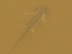 Lissotriton vulgaris