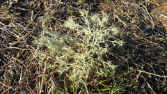 Ceratocarpus arenarius