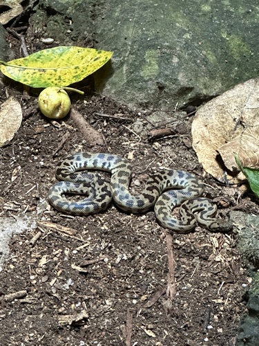 Spotted Python sighting