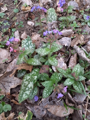 Bethlehem-sage (Pulmonaria saccharata)