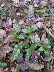 author not stated, no rights reserved Pulmonaria saccharata, photograph author not stated, no rights reserved