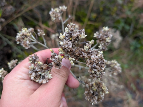 tapered cudweed (Pseudognaphalium attenuatum)