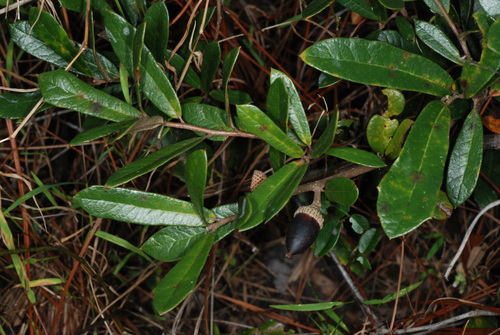 Quercus × succulenta