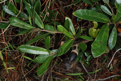 Quercus × succulenta