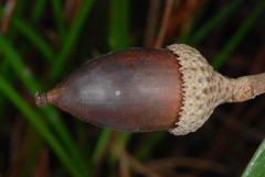 Quercus × succulenta