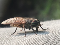 Hybomitra trepida