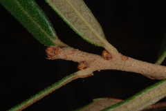 Quercus × succulenta