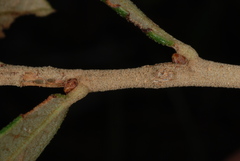 Quercus × succulenta