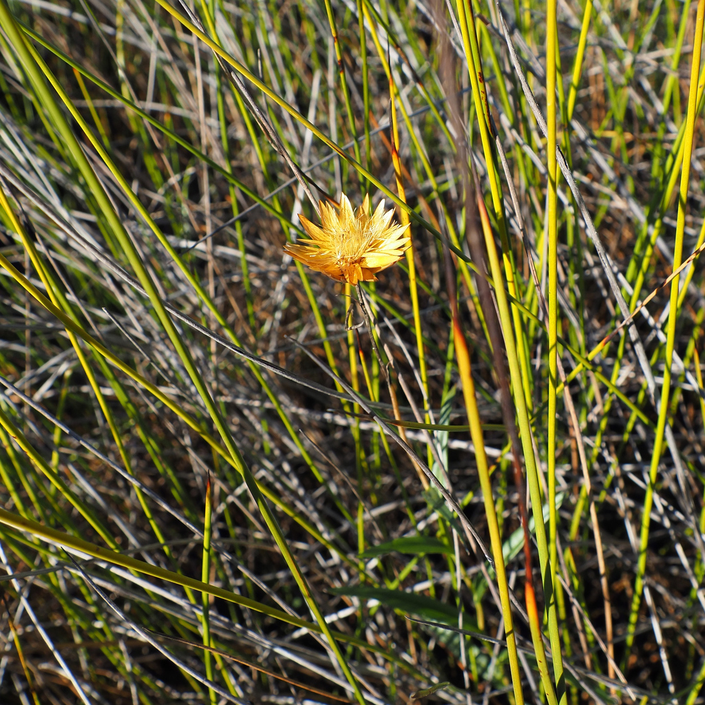 Xerochrysum palustre; photograph author not stated, no rights reserved